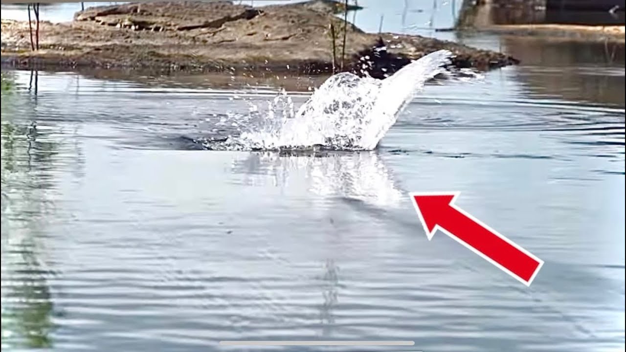 FOI SÓ USAR ESSA ISCA QUE O PEIXE ENDOIDOU!! .Pescaria