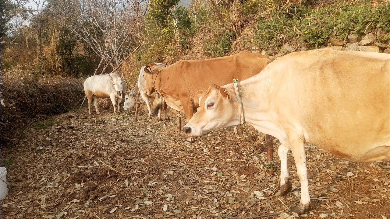  आज देखी पुरानी जमाने की ज्जी 🥰🥰