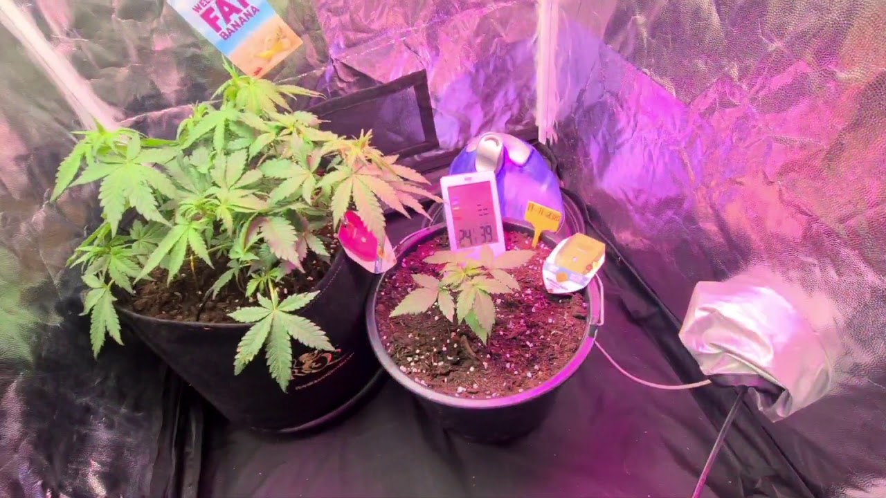 Mars Hydro Ts600 Szybkie info !!! #marshydro #LatającyHolender #weed #Haze