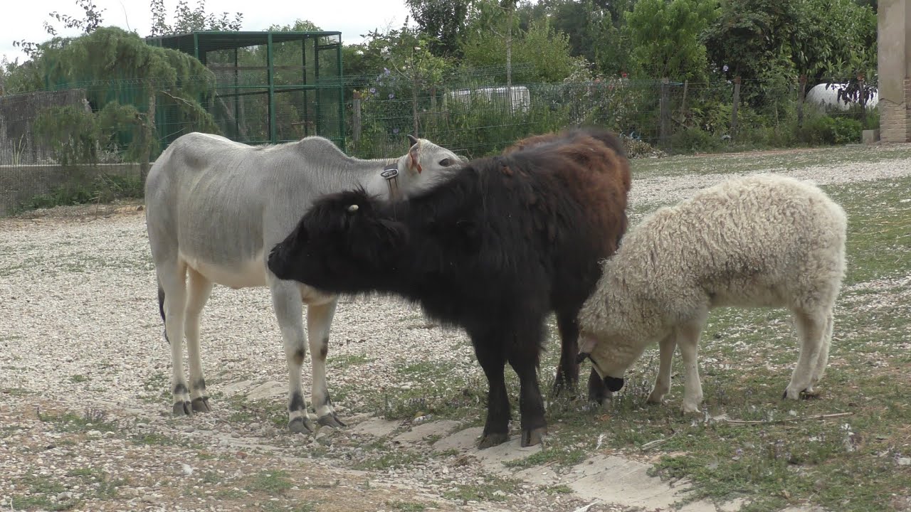 Petit mouton, petites vaches & grand bonheur