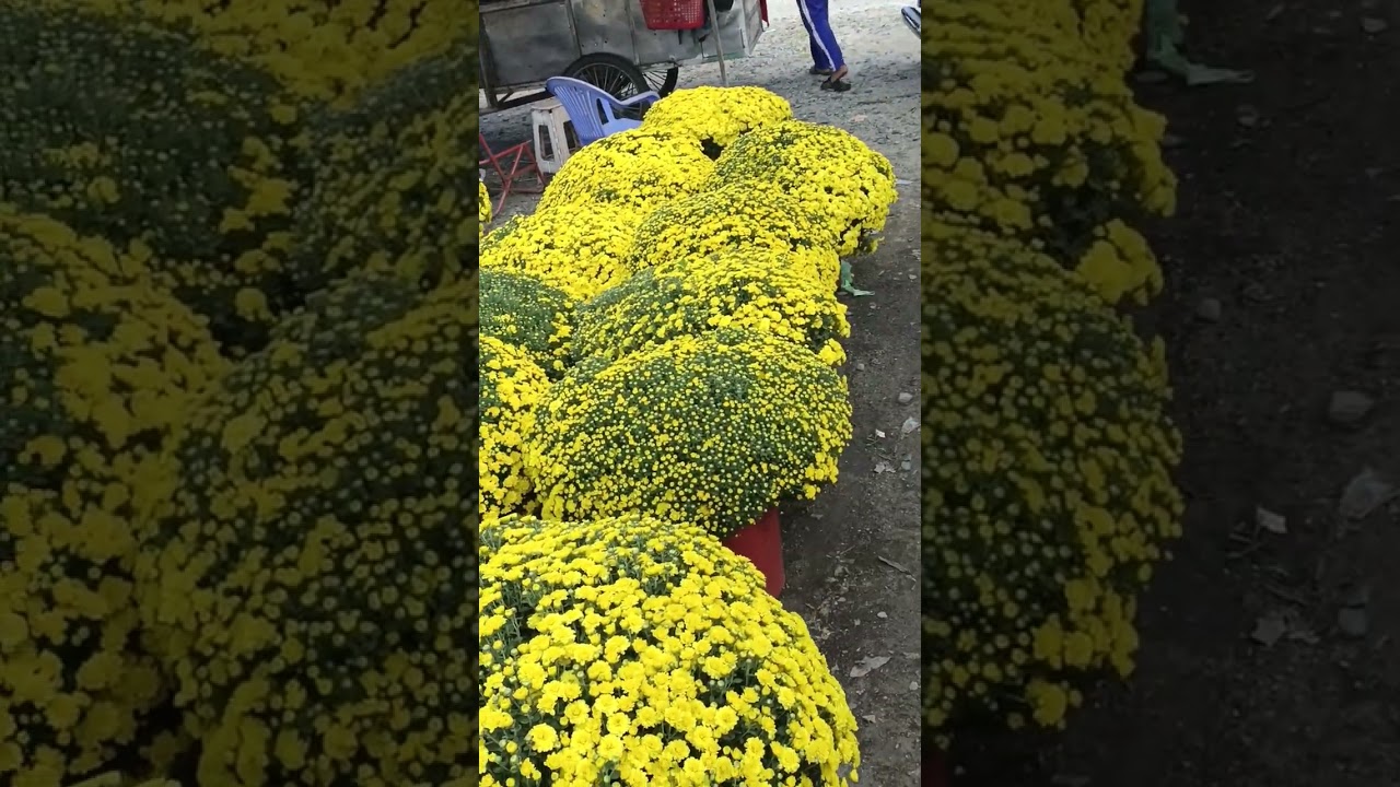 Bà Con Nào Có Nhu Cầu Mua Hoa Chưng Tết Ra Trước Đình Cần Đăng Mua Nhe