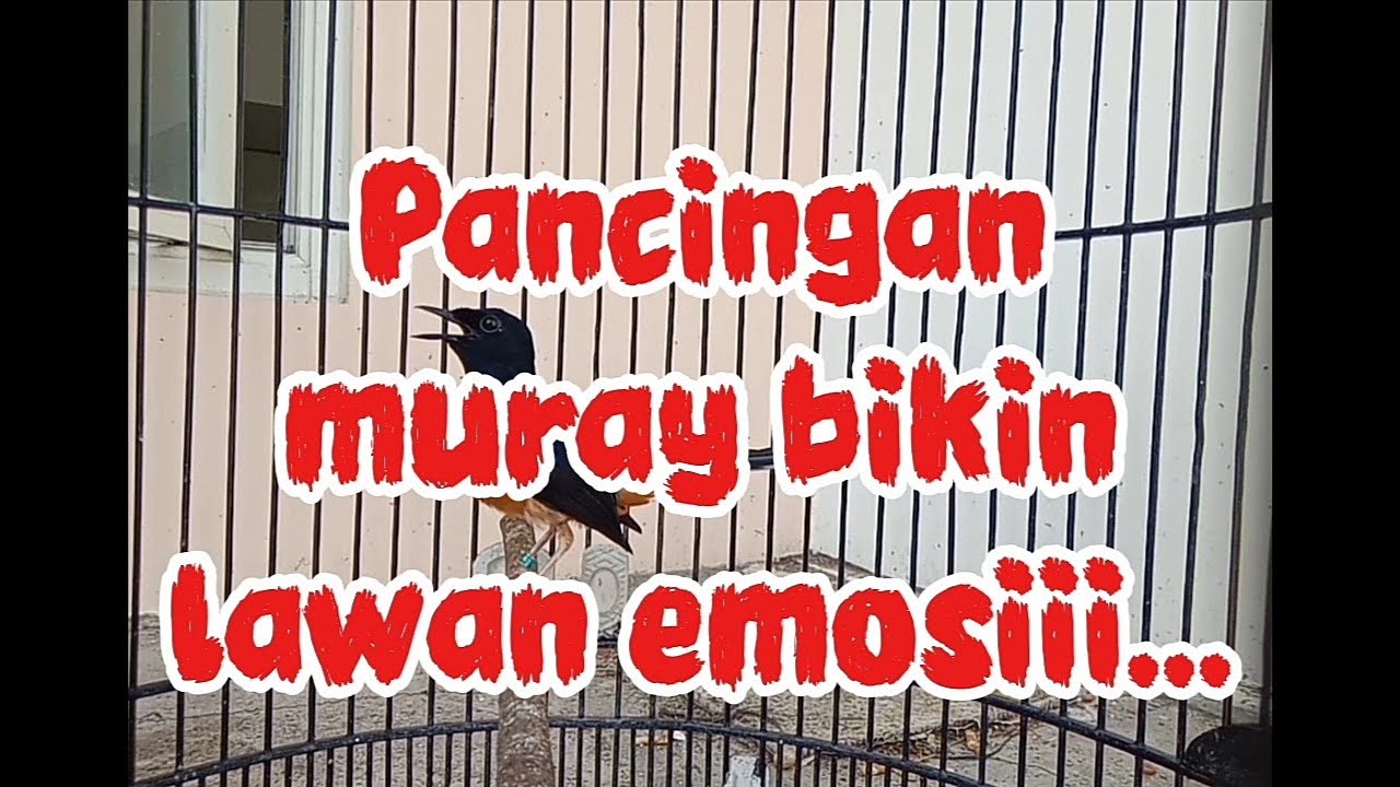Pancingan murai bikin lawan emosi #pancinganmuraiemositinggi
