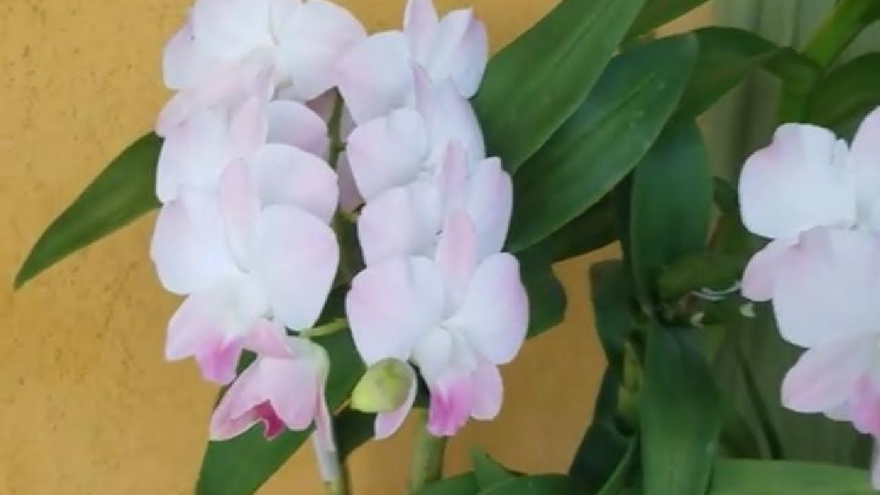 Care Tips for Dendrobium Phalaenopsis Orchids