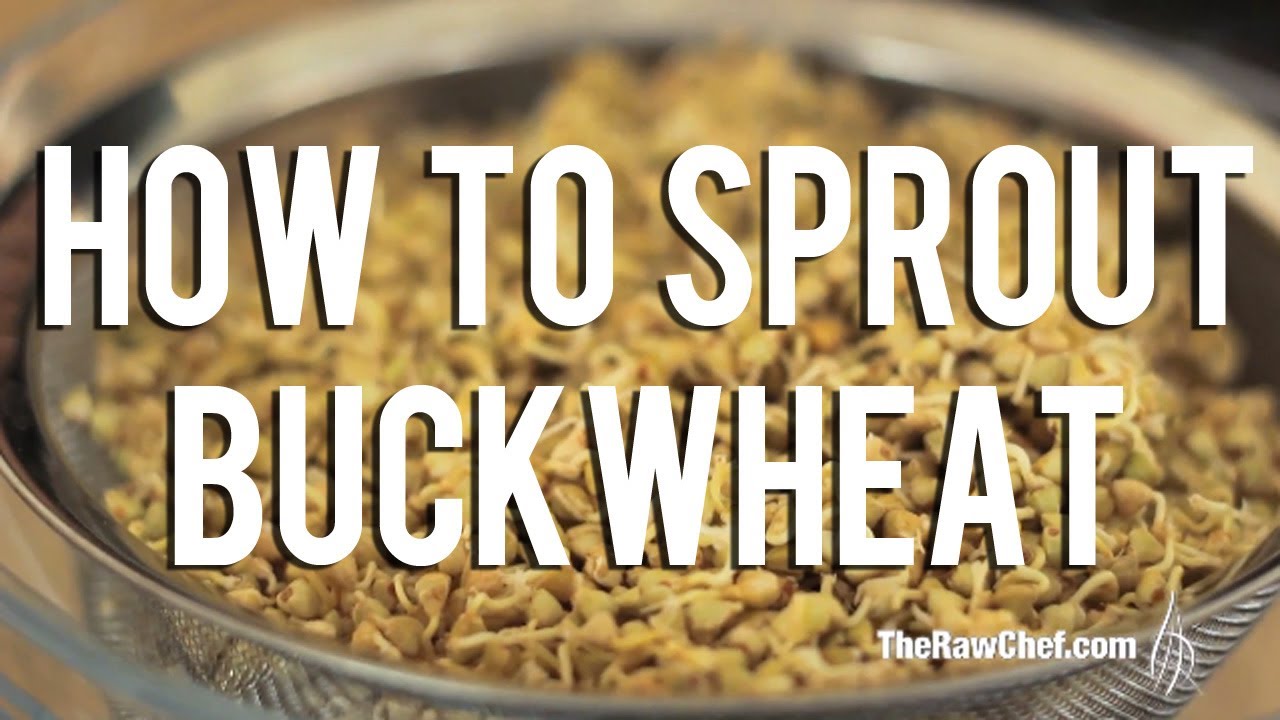 How to Sprout Buckwheat