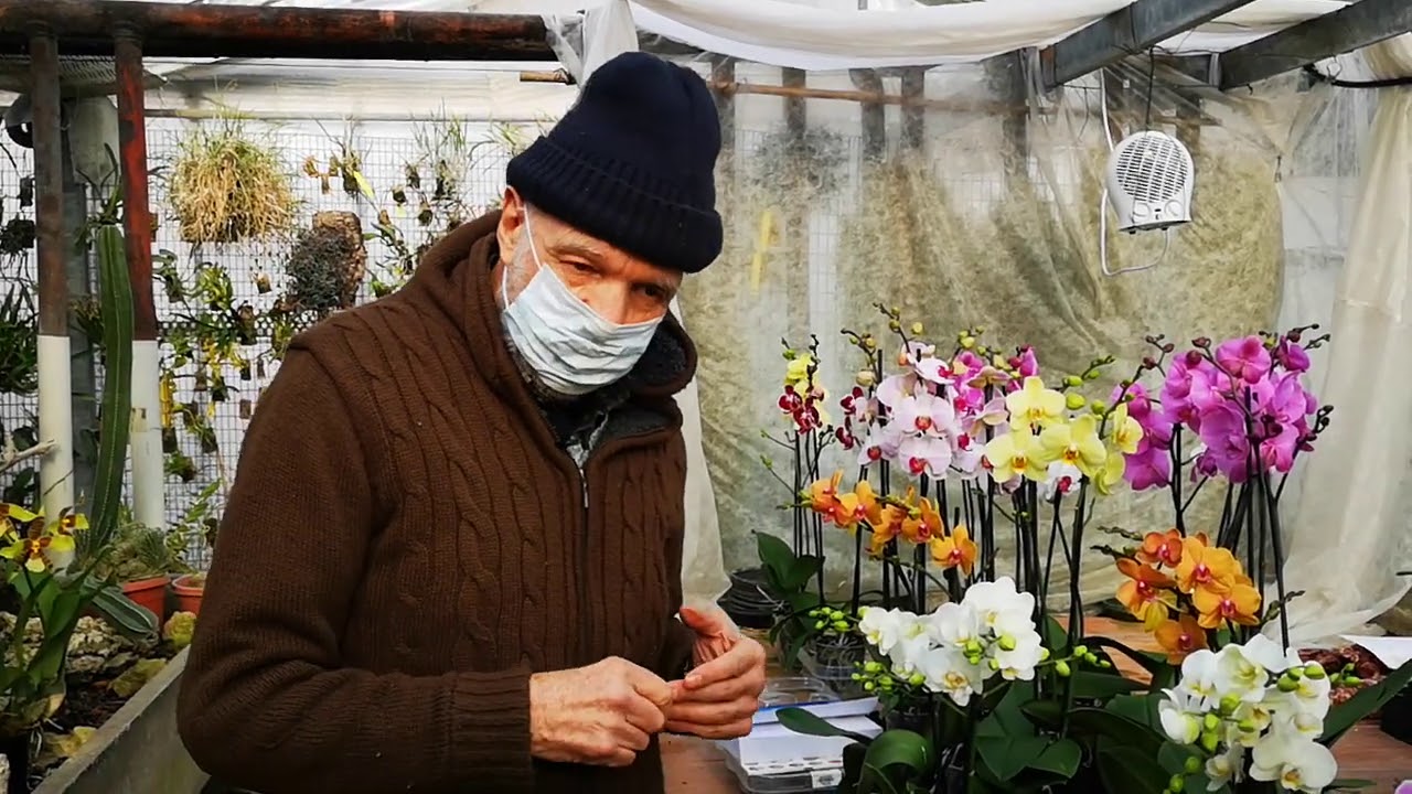 Tutto sulle Phalaenopsis, cura e coltivazione, video n° 8 cosa fare se orchidea si ammala o muore