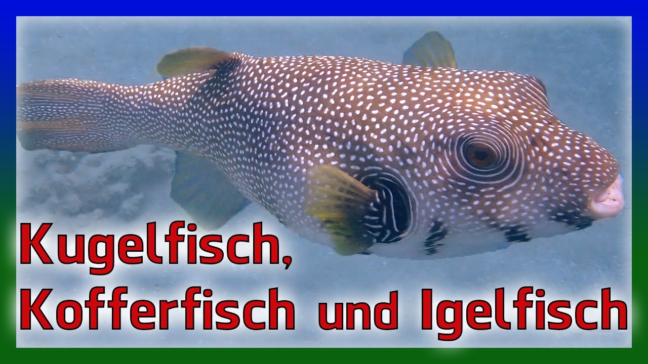 Kugelfisch Kofferfisch Igelfisch | Korallenriff Schnorcheln Ägypten Hurghada Titanic Palace