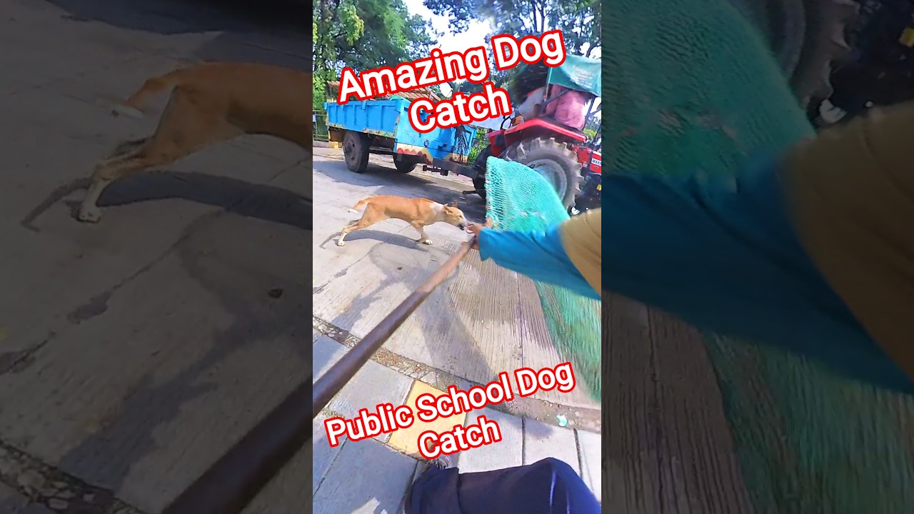 Public School Dog Catch #school #dog #release #rescue #dogwithpublicsafety #animals