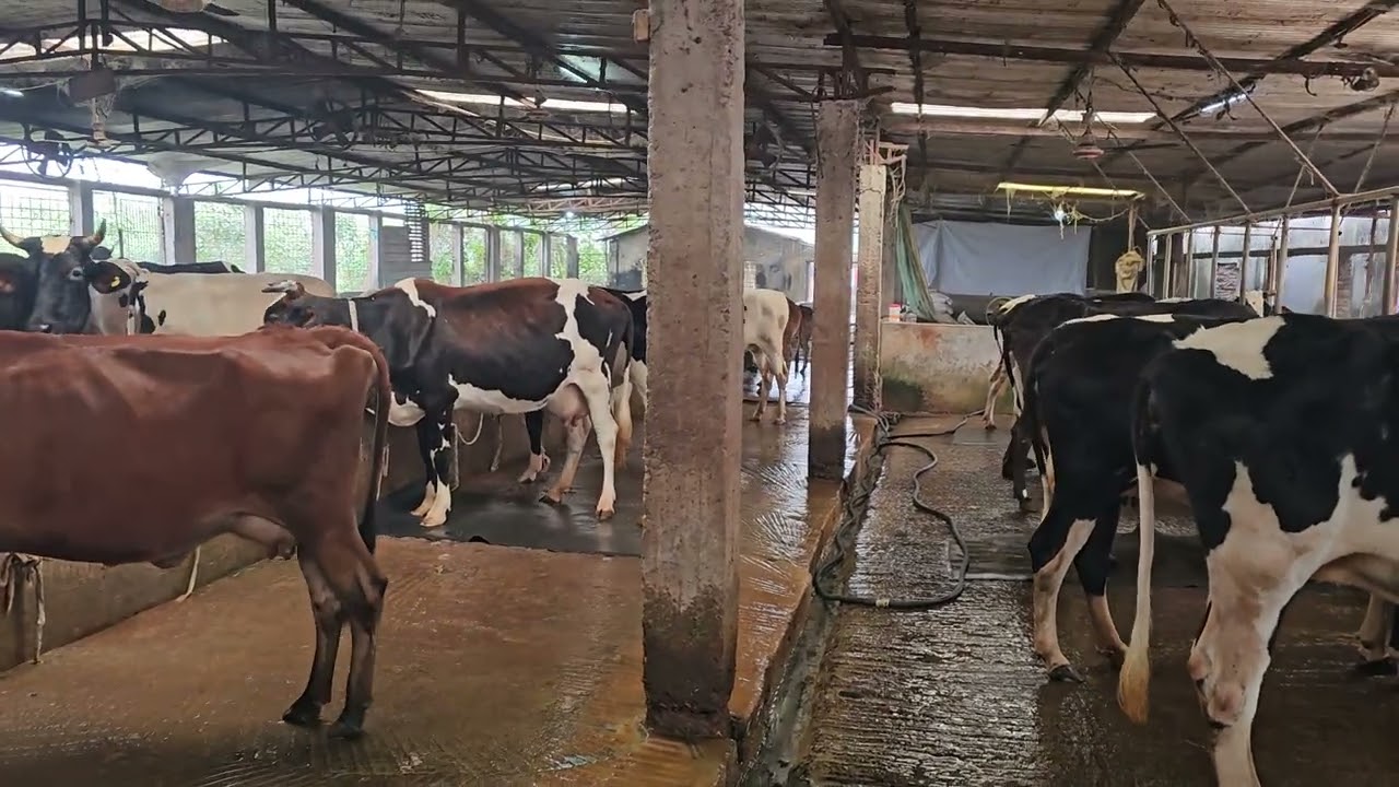 21হঠাৎ প্রচন্ড শীত আর এই শীতের মধ্যে গরুর পরিচর্যা কিভাবে করতেছি !#cowfarming #cow #farming #farm 