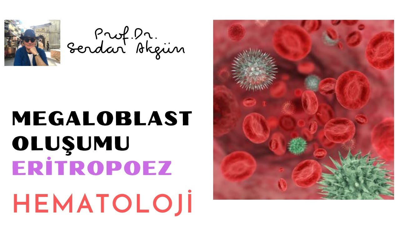 Hematoloji, Megaloblast Oluşumu, Eritropoez, Tıp Dersleri, Serdar Akgün