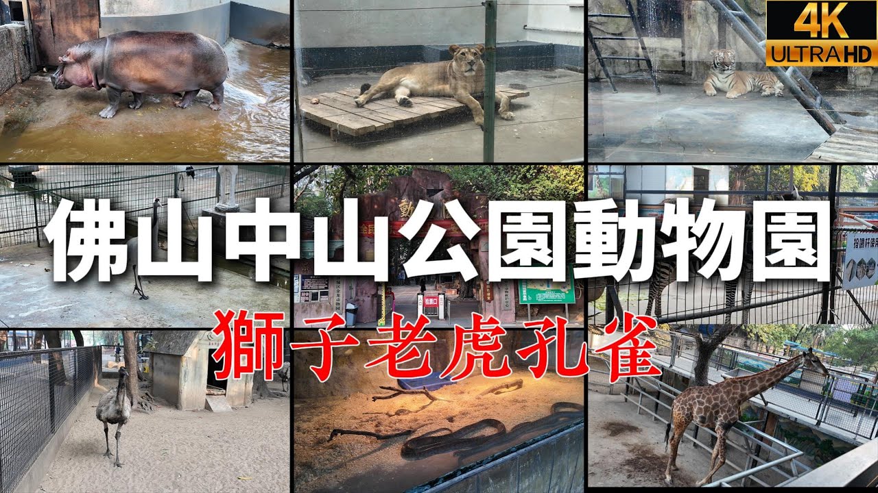 [4K] 佛山中山公園動物園：城市裡的秘密動物世界 | 獅子老虎孔雀河馬全接觸！重溫童年記憶 | Foshan Zhongshan Park Zoo Walk