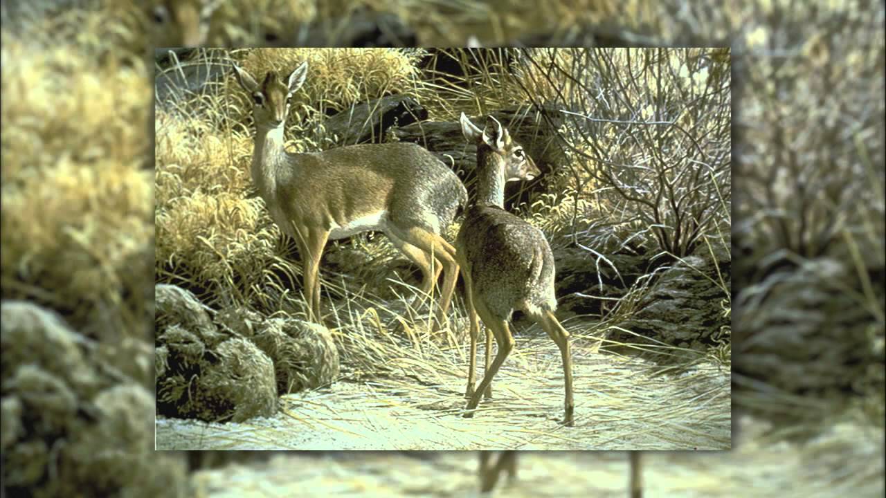 Artist, Robert Bateman - Senior Living