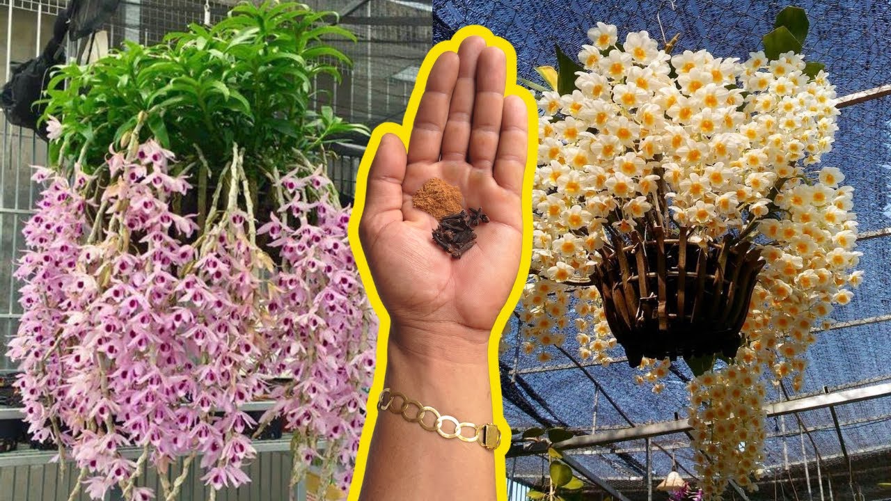 APLIQUE 1 COPO NA ORQUÍDEAS E ELA TERÁ MUITAS FLORES 