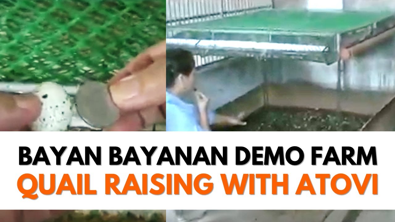 Quail Raising with Atovi | Bayan Bayanan Demo Farm