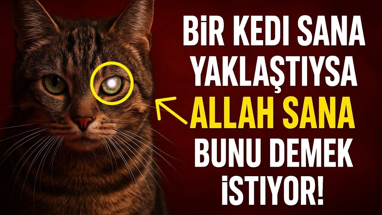 Eğer Bir Kedi Yanınıza Yaklaşırsa, İŞTE ALLAH'IN 7 MESAJI!
