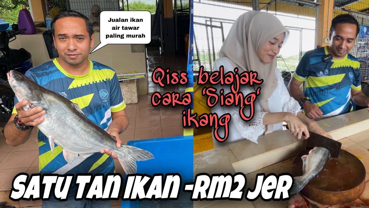 Dua teknik siang ikan patin paling mudah