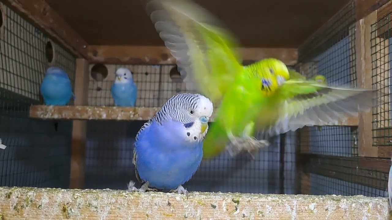 Baby Parrots – Sweet Little Chicks!