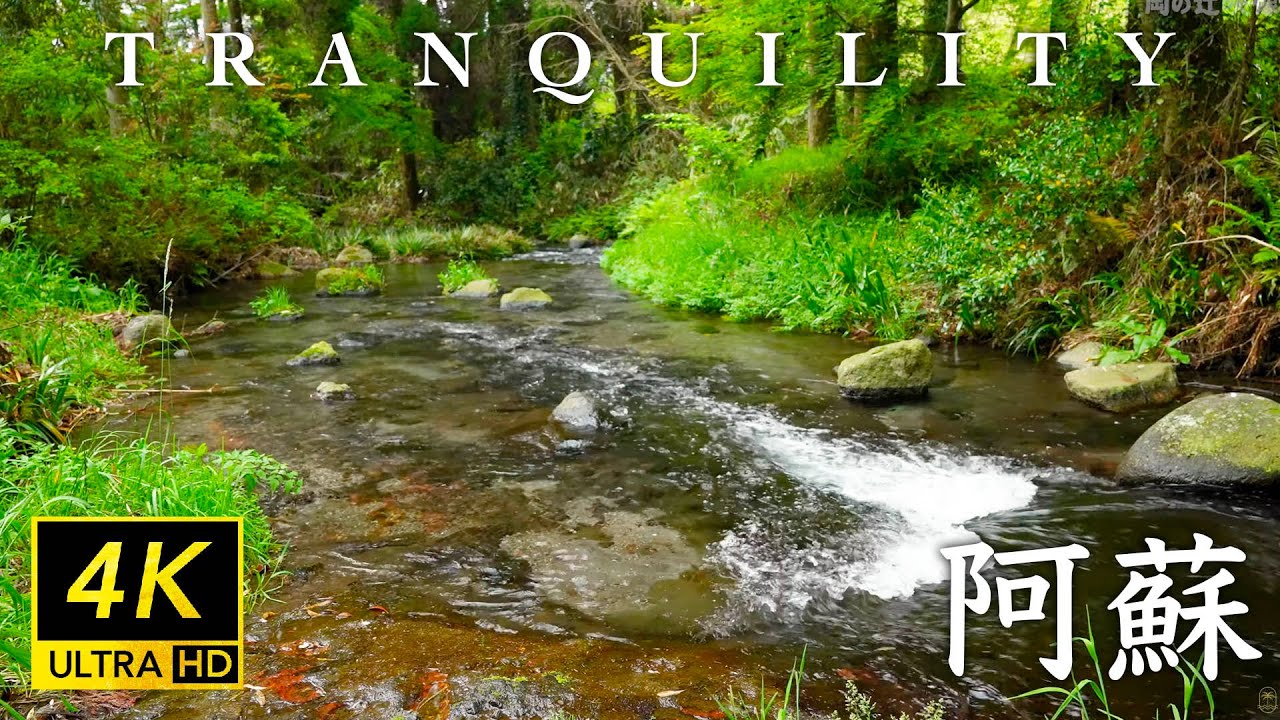 Japanese Crystal Clear Stream in a Serene Spring Forest | Relaxation & Meditation | 4K