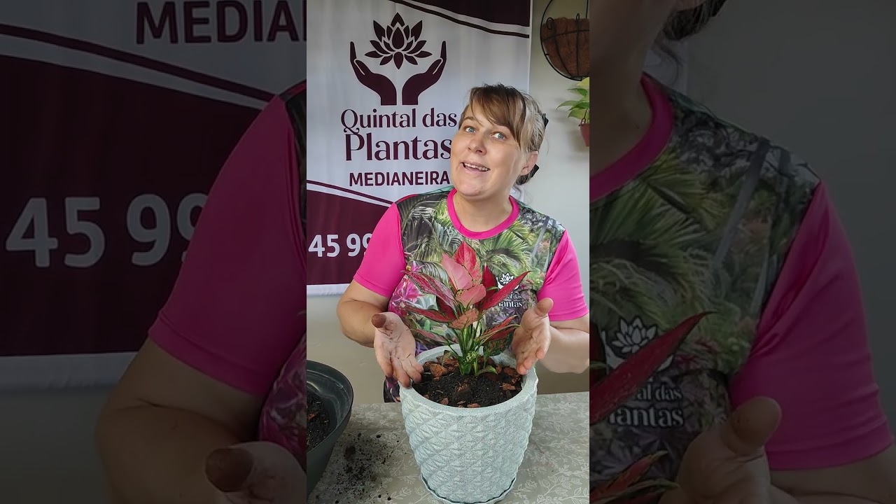 Dica de cuidados com as aglaunemas, mudança de vaso tipo de substrato.#dicas#folhagem