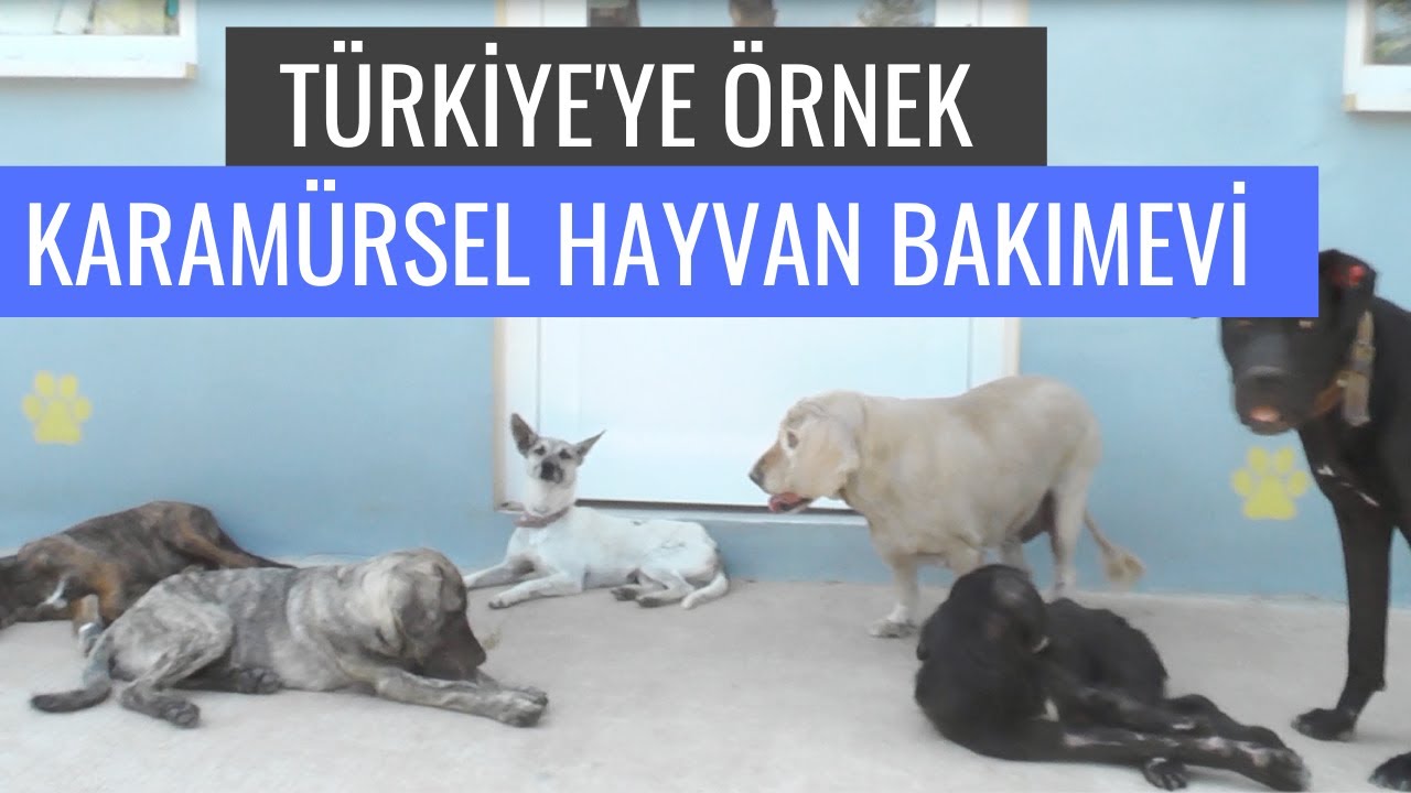 Türkiye'ye Örnek Karamürsel Hayvan Bakımevi
