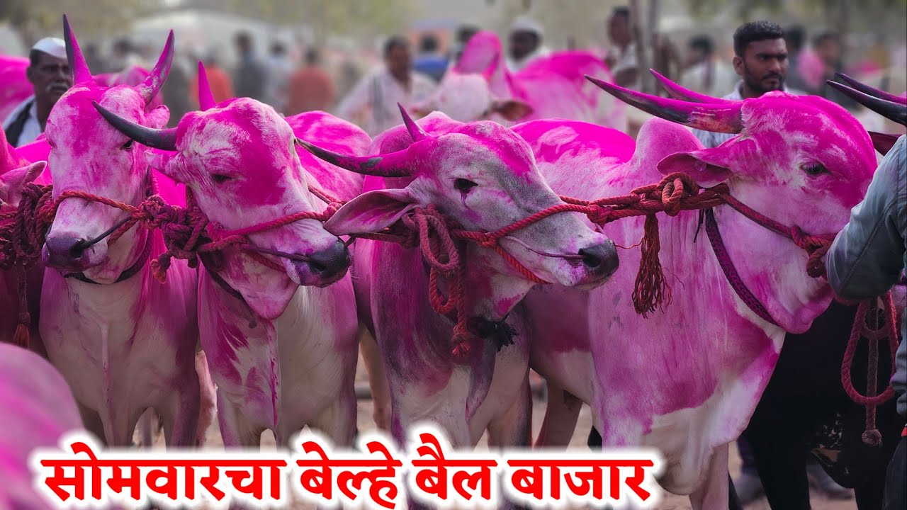 सोमवारचा बेल्हे बैल बाजार,,दि-‌02/02/2026…Belhe Bail Bajar..Bail Bazar Belhe...#Belhe