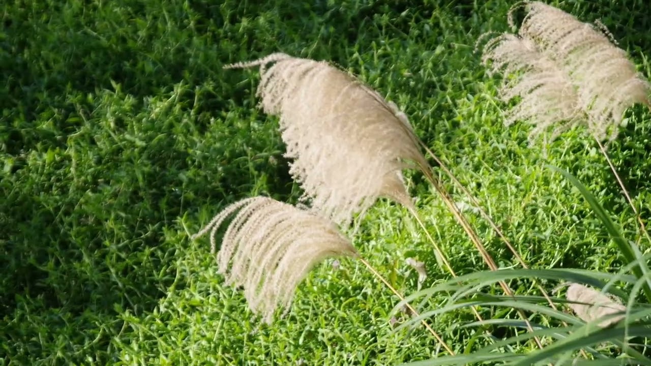 2026-01-05小寒山麓花鳥圖
