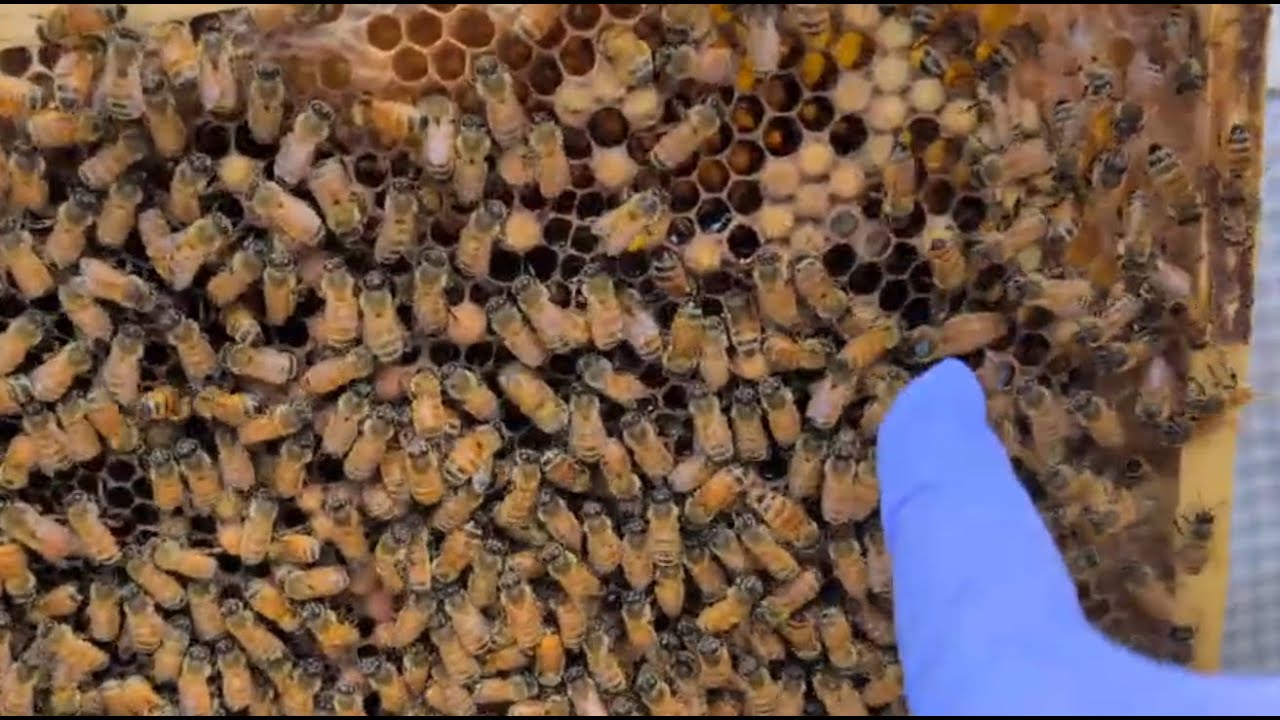 Hive Inspection Grey 51 - 27 Nov 2512