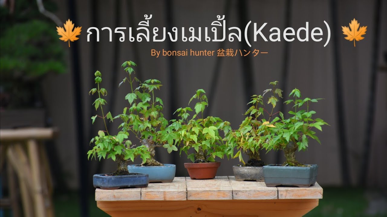 การเลี้ยงบอนไซเมเปิ้ลญี่ปุ่น