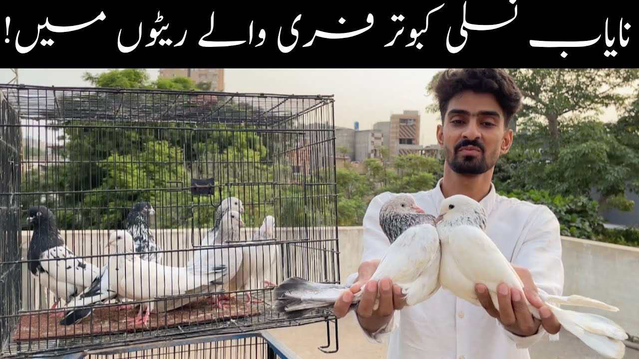 Ferozpuri Sheikho Wale Chohay Batairay Bajrahi Quality Pigeons at Rohat Setup in Karachi 😯