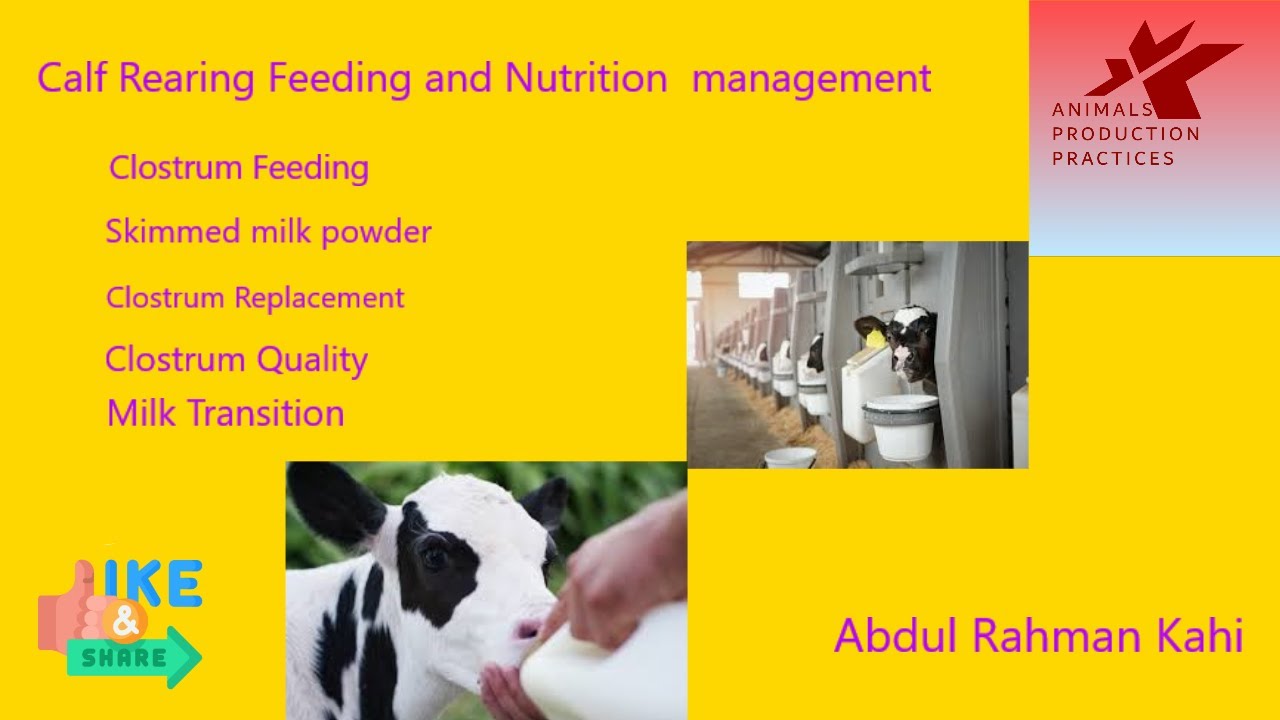 calf feeding|Calf rearing|Calf nutrition management