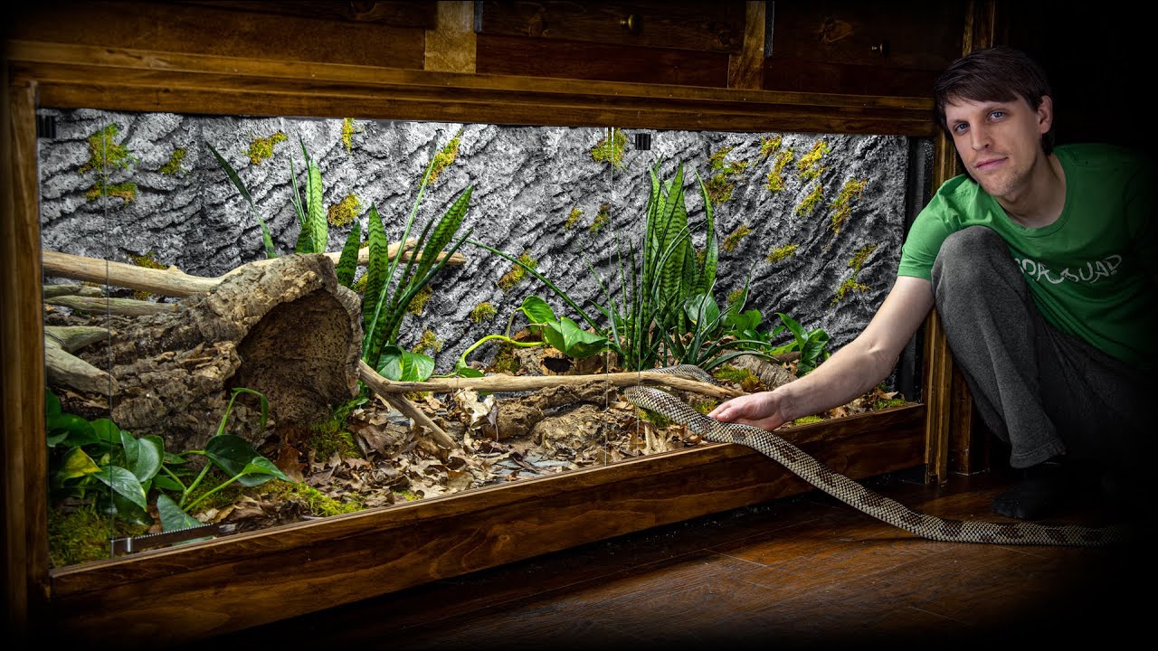 Live Planted Bioactive Kingsnake Vivarium