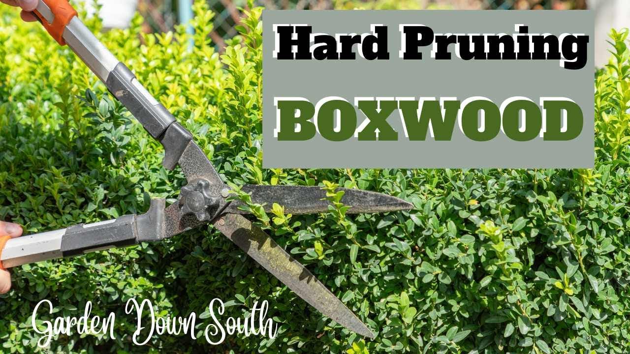 Extreme Hard Pruning Japanese Boxwood with Regrowth Results