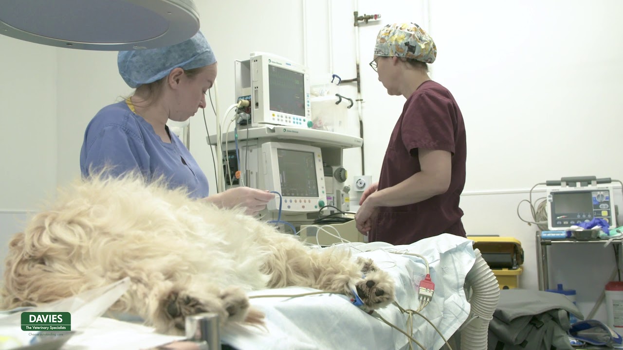 Pulmonic Balloon Valvuloplasty Procedure in a Dog
