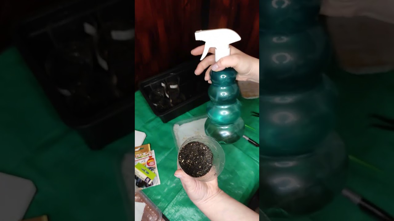 Посев перца и баклажанов 