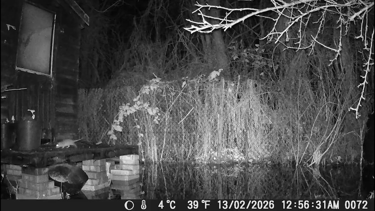 Rat looking where to go at the flooded allotment, Nighttime
