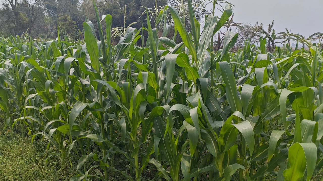 Sweet corn 🌽 pallak a