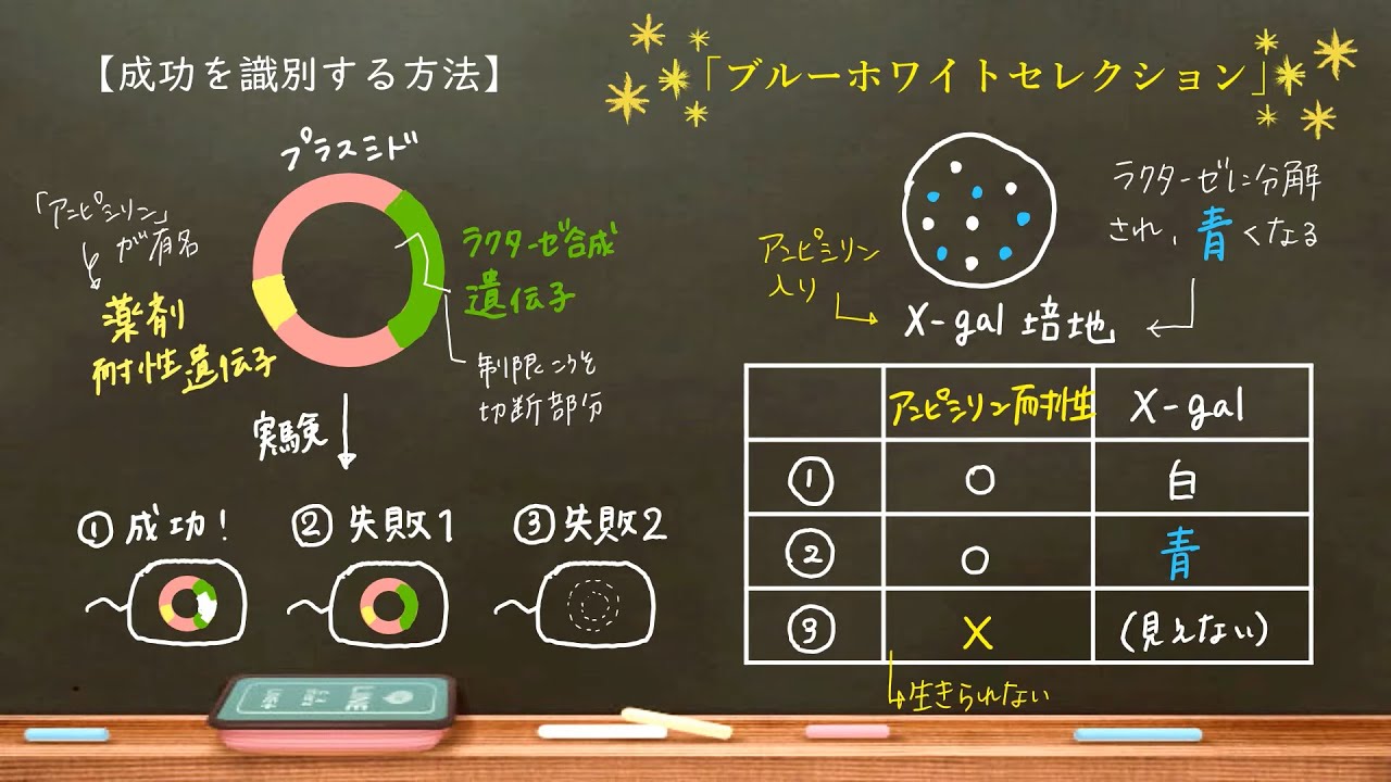 おうち生物　27. 遺伝子組換え ～大腸菌とプラスミド～（改訂版）