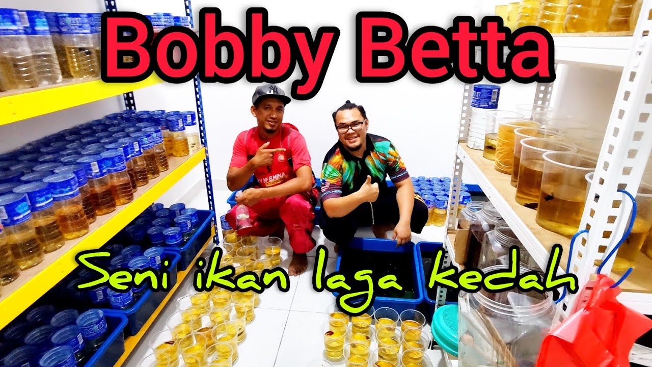 Melawat Farm Bobby Betta//betta fish padu.