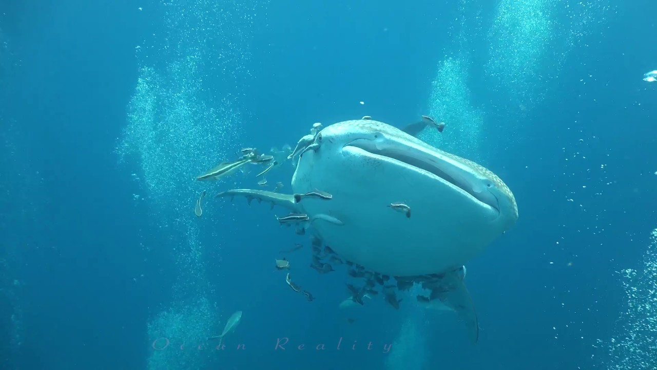 Two Whale Shark at  Sail Rock 25 April 2017 Underwater video