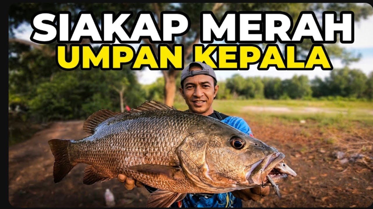 Umpan Kepala Ikan Jadi Kegemaran Siakap Merah Besar | Mancing Bottom Di Muara