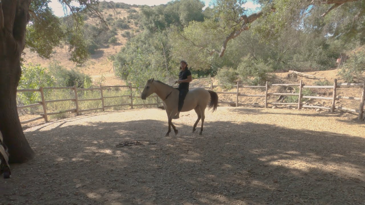 Caballo duro de boca - Como enseño a parar y recular