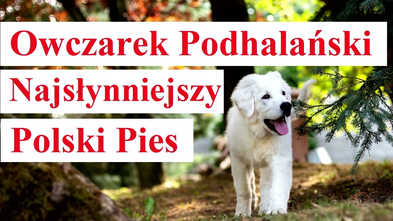 Owczarek Podhalański - najsłynniejszy Polski Pies