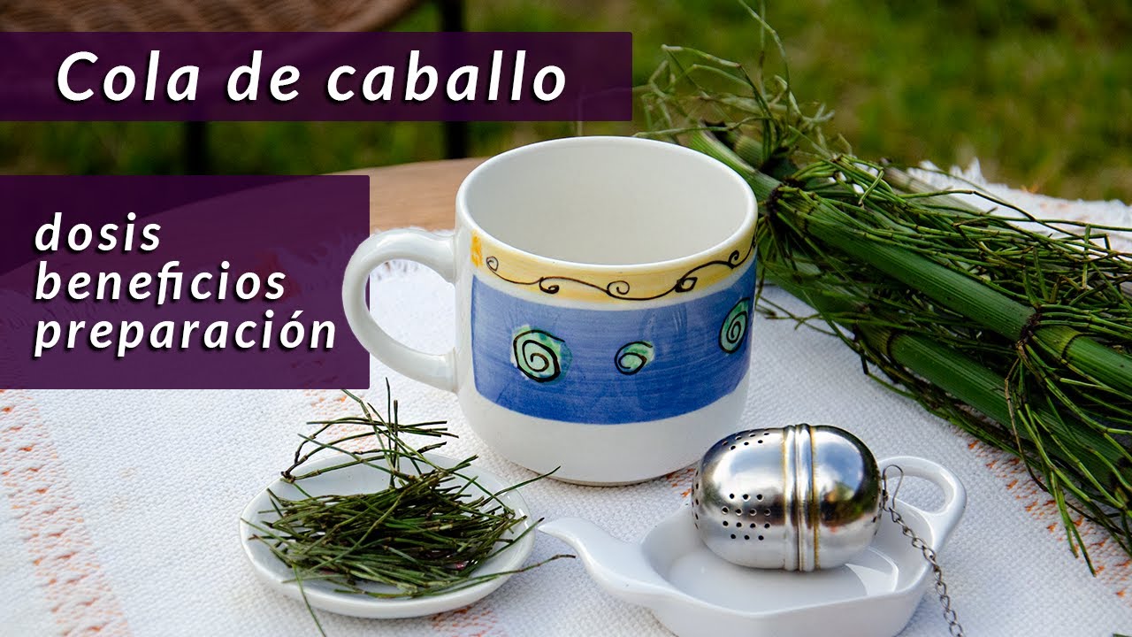 C&oacute;mo preparar infusi&oacute;n de cola de caballo | conoce sus precauciones |  un t&eacute; con Daniela