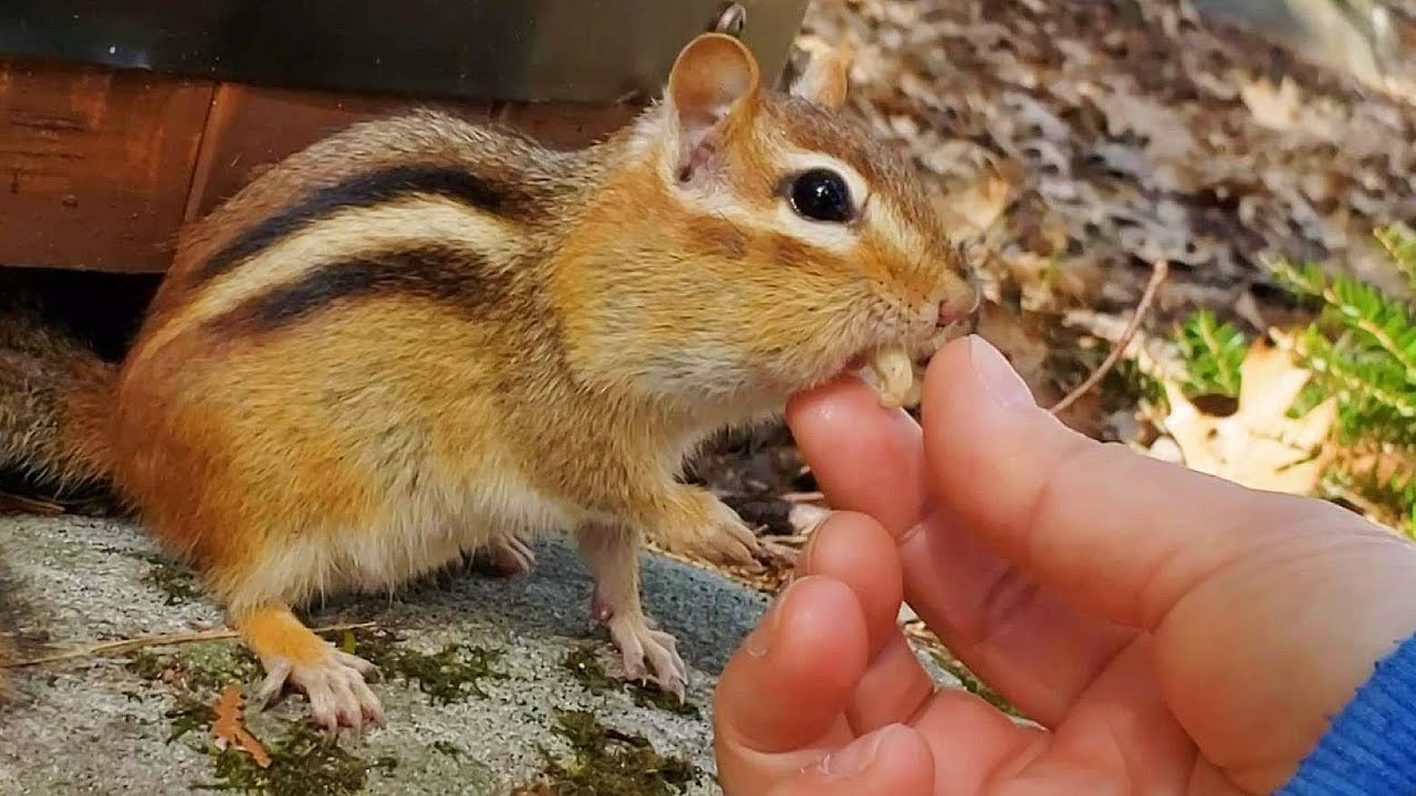 다람쥐 입에 물고 있는 땅콩을 가져가려고 잡았더니ㅎ: 꼬꼬마 아가씨편 Taking Back Peanut From Chipmunk's Mouth: Little Lady