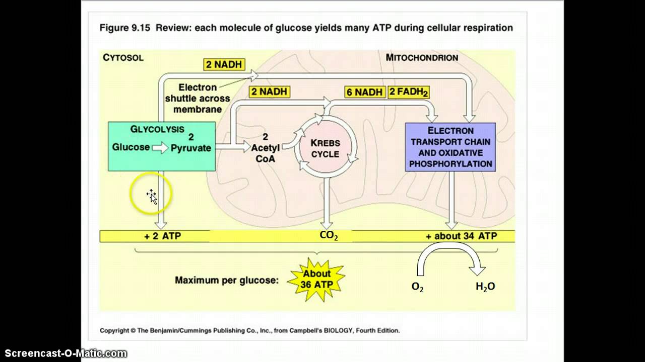 Glicolisi + respirazione cellulare