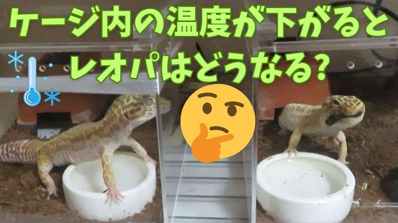 ケージ内の温度が下がるとレオパはどうなる?　レオパ観察日記＃173