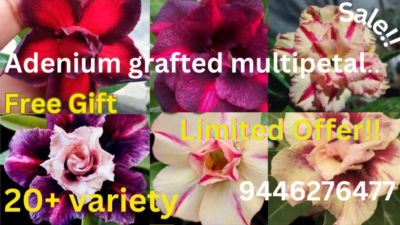 Adenium grafted multipetal plants free gift  Limited offer  ❤️9446276477❤️