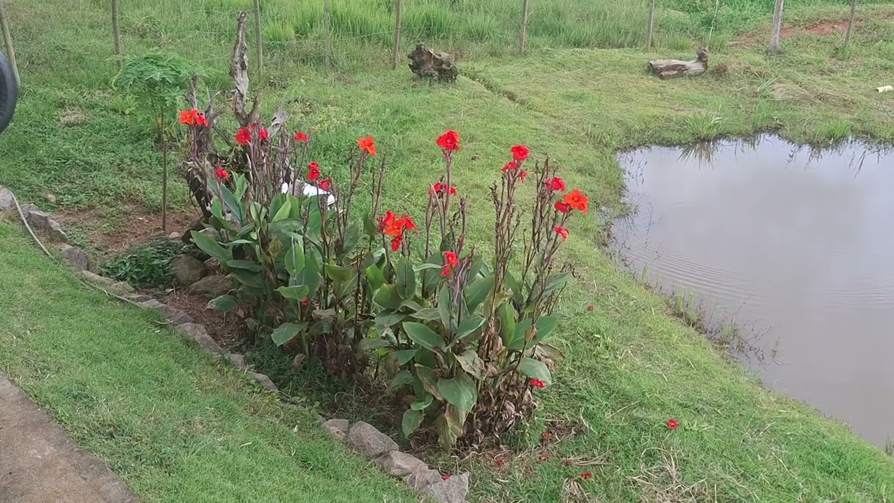 Vida na roça #roça 