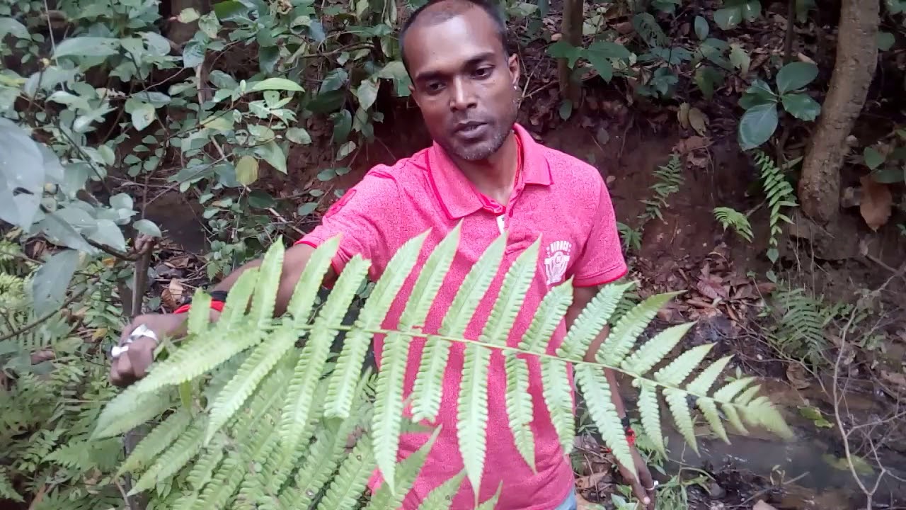 असली हथा जोड़ी जंगली🌿 वनस्पति के नाम से जानते हैं ☘️