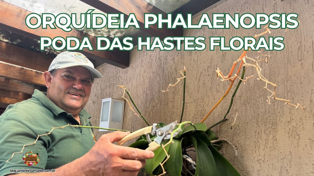 Orquídea Phalaenopsis | Quando e Como Podar Hastes Florais