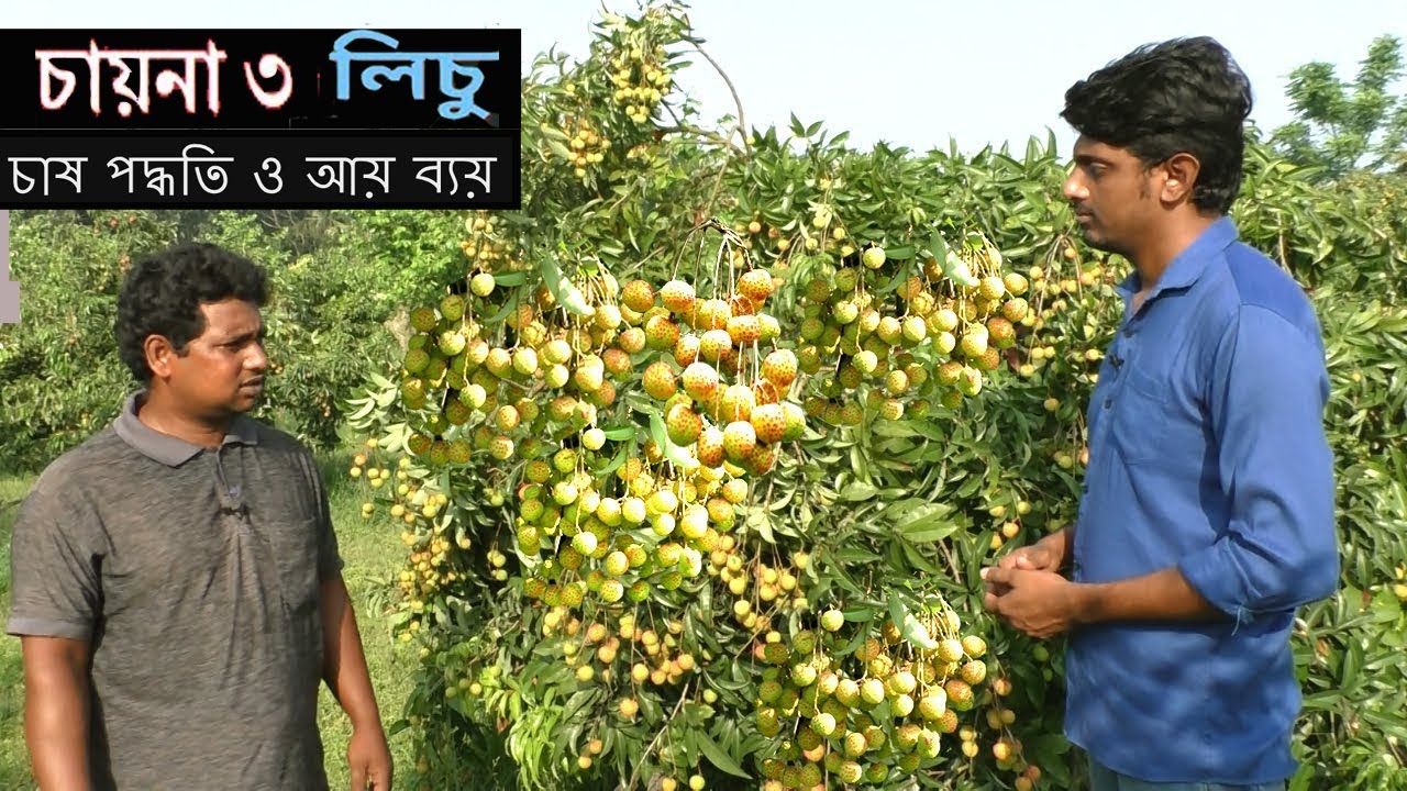 লিচু চাষ পদ্ধতি ও আয় ব্যয় - বিঘা প্রতি ২০০০০০ টাকা আয় করেন কৃষক মিজানুর - Litchi Farming